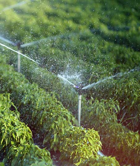 Cruz Lawn Care Inc Irrigation System Repair